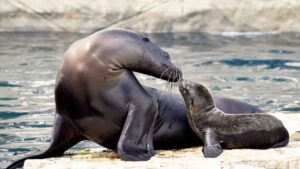 Mamma otaria con il cucciolo nato al Bioparco di Roma