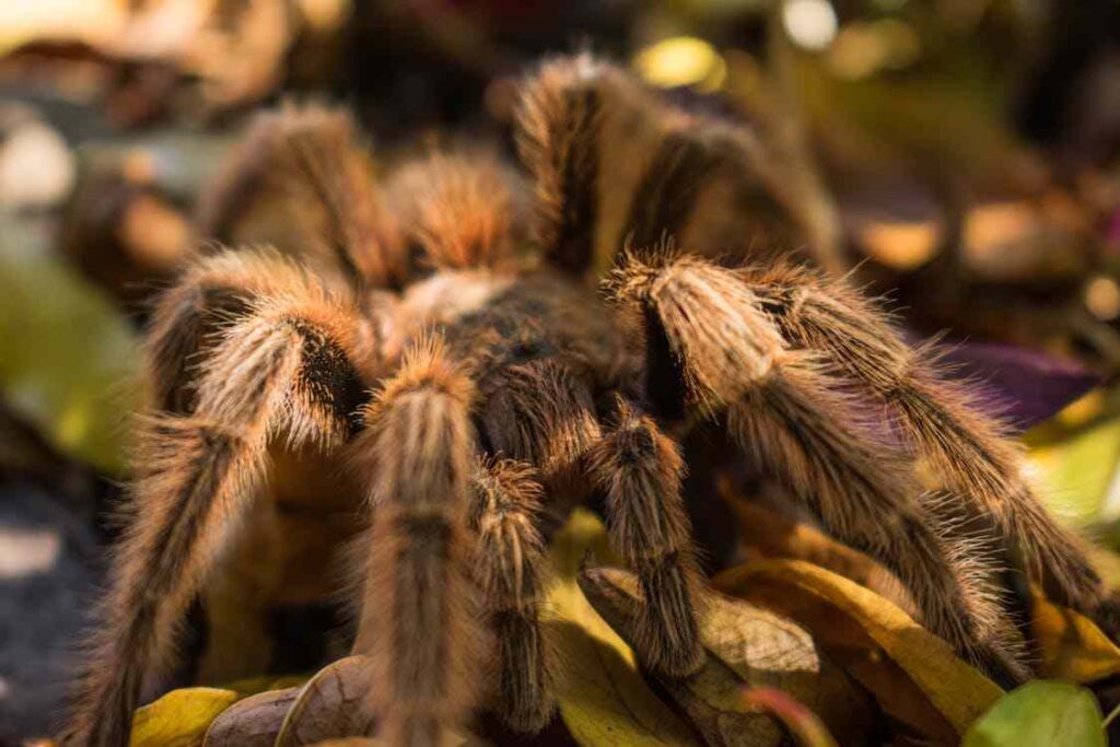 Un esemplare di tarantola spider