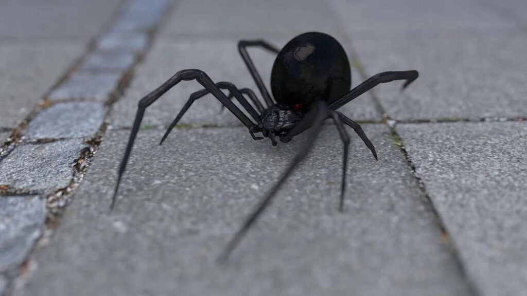 Un esemplare di ragno vedova nera