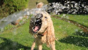 Un cane bagnato con acqua
