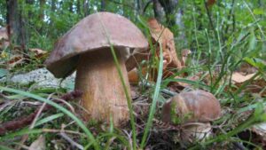 Fungo Reticolatus (del caldo o rosso)