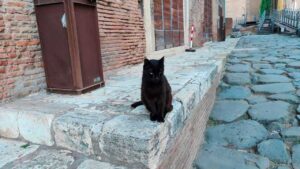 Un gatto nero a Roma