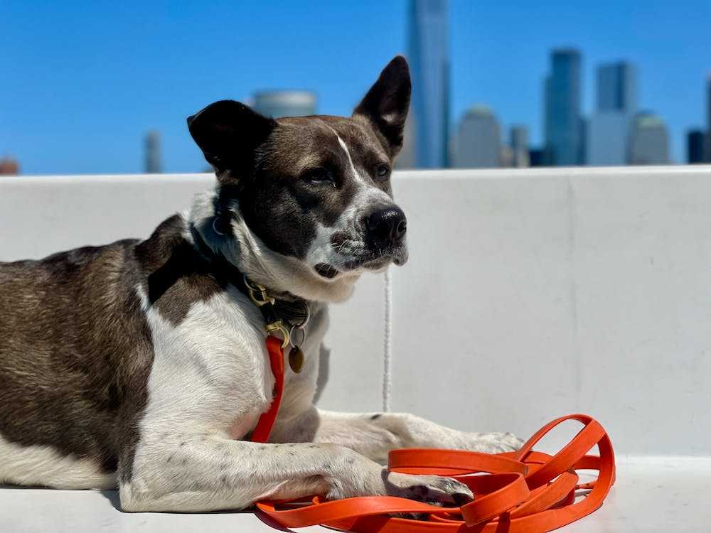 Un cane esposto in terrazzo al sole