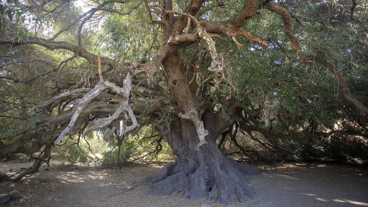 Olivo di Luras, località della Sardegna