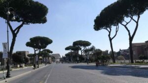 Pini domestici su via dei Fori Imperiali a Roma