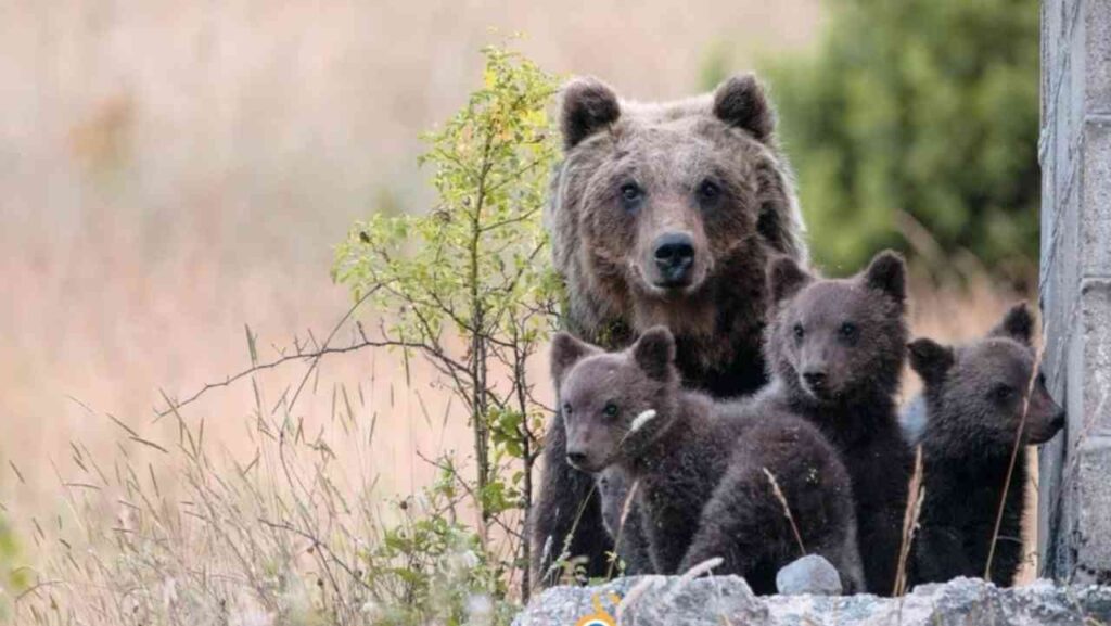 Orsa Amarena con i cuccioli