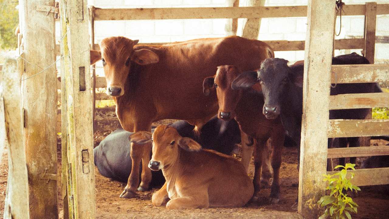 Mucche in un recinto