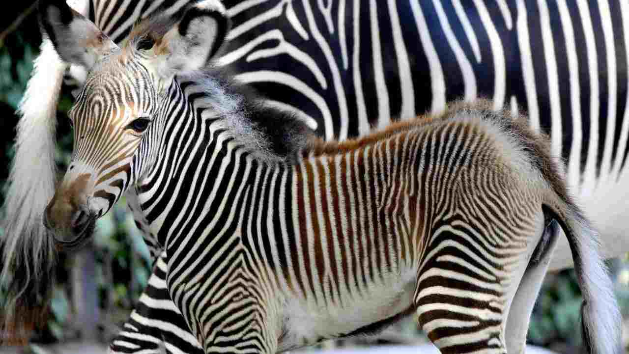 Piccola zebra Grevy