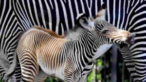 Zebra Grevy al Bioparco di Roma
