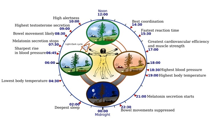 Caratteristiche del ritmo circadiano umano. Ora solare