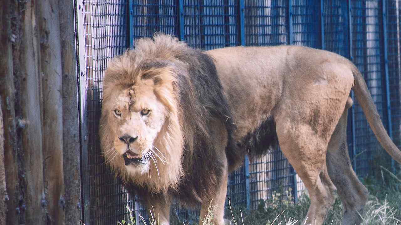 La cattura del leone a Ladispoli, quanta pena per il Re - RomaIT