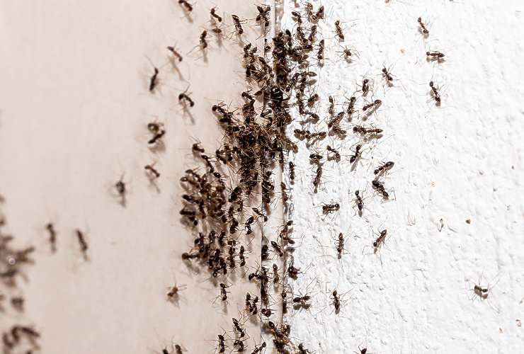 Eliminare le formiche da casa