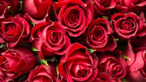 Rose rosse