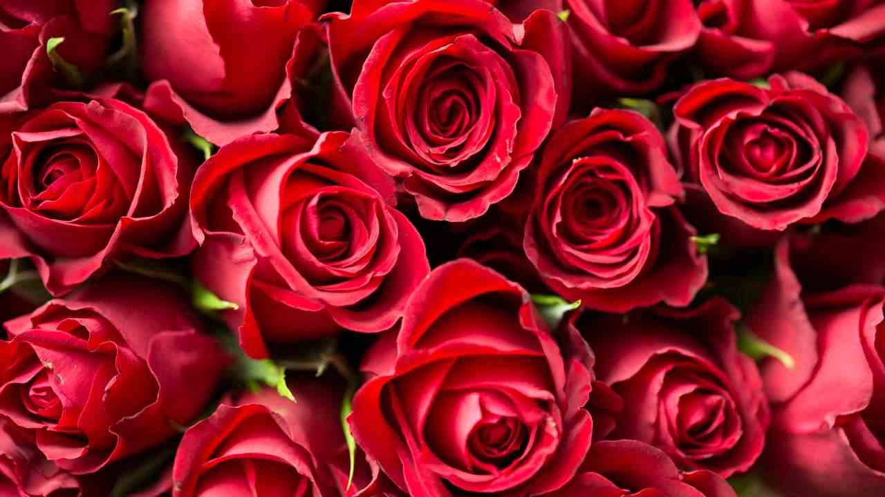 Rose rosse