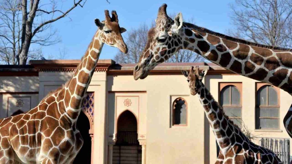 Giraffe al Bioparco di Roma