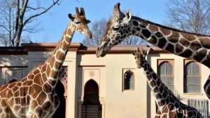 Giraffe al Bioparco di Roma