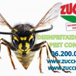 disinfestazione-vespe-roma