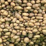 Patate - Romait.it