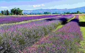 Campi di lavanda - Romait.it