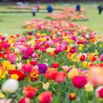 Tulipani - Romait.it