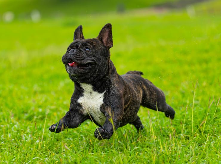 Scopri i vantaggi di avere un cane