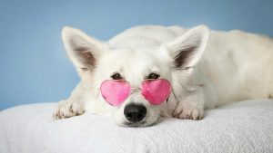 Un animale ti cambia la vita