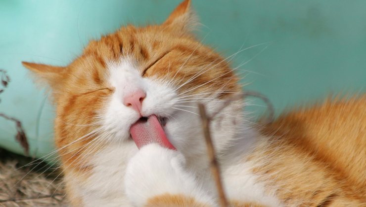 Il tuo animale ti dà soldi