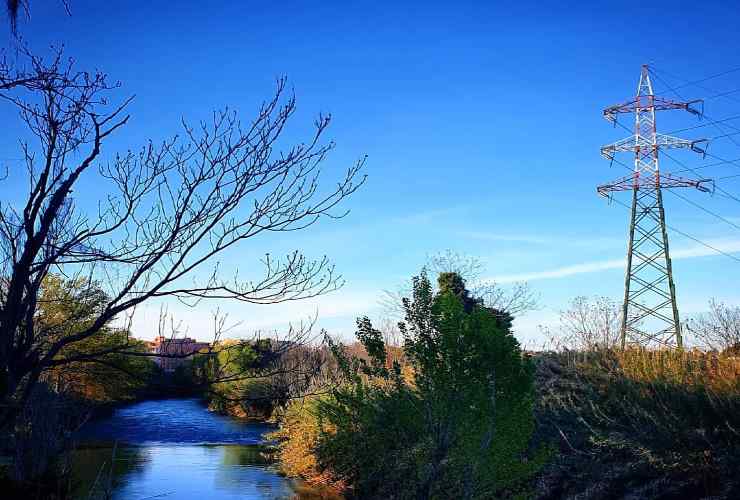 Bosco a rischio - Romait.it