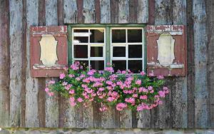 Fiori - Romait.it