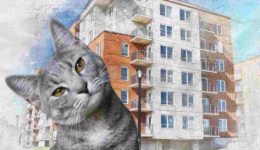 Gatto in condominio