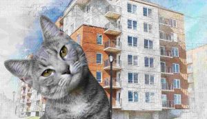 Gatto in condominio