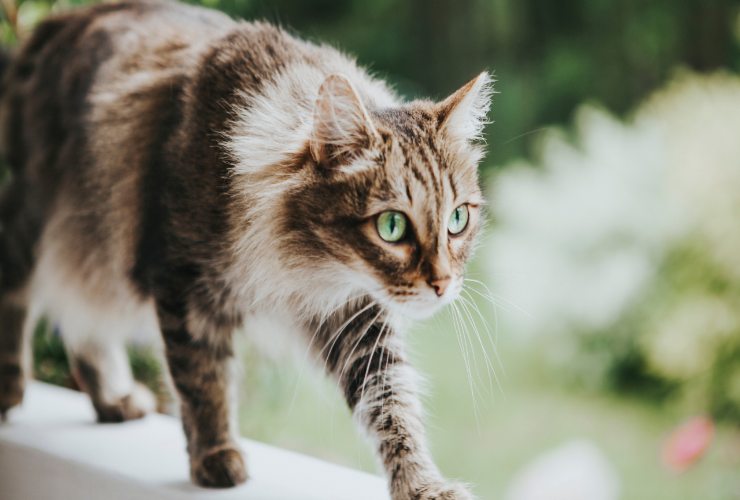 Gatto sul terrazzo