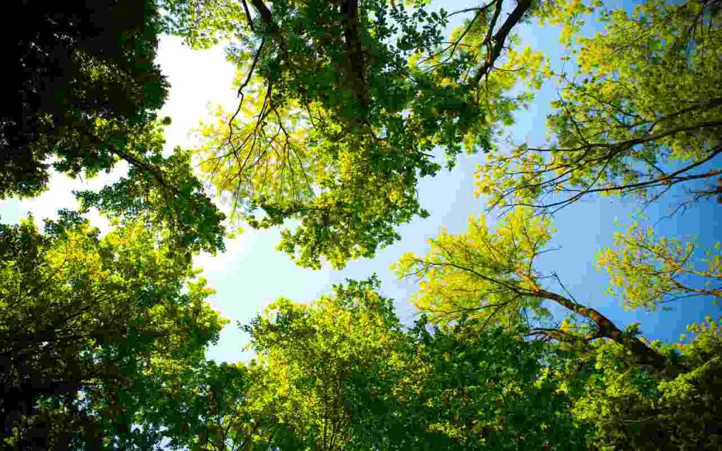 Verde a rischio - Romait.it