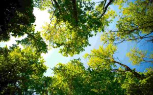 Verde a rischio - Romait.it