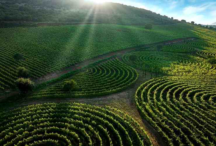 Vigneto - Romait.it