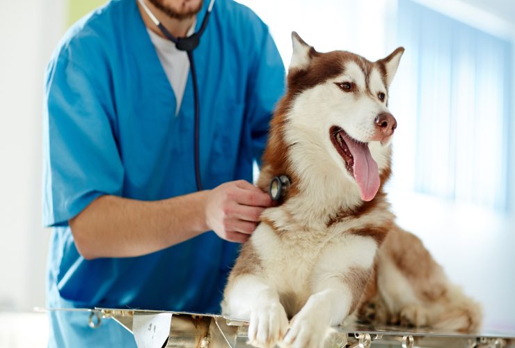 Visita veterinaria