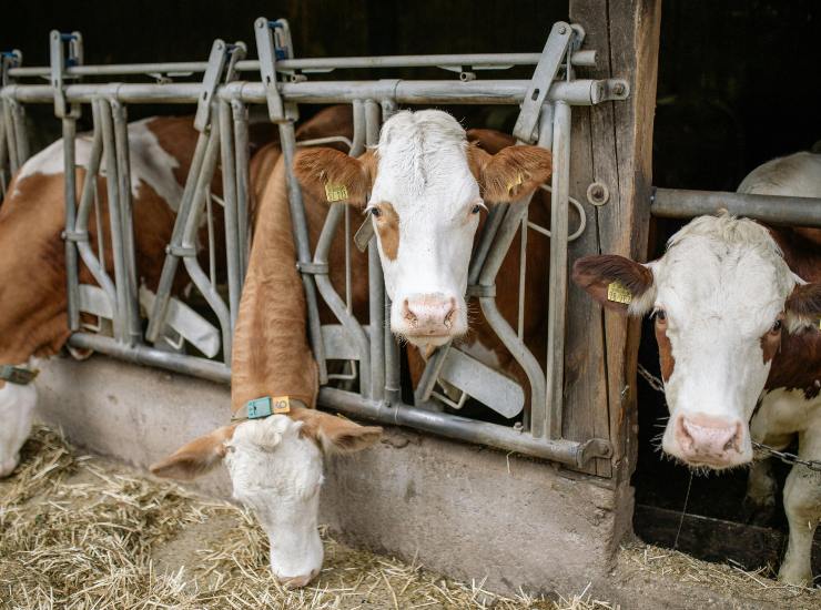 Scopri cosa ti succede se nutri animali