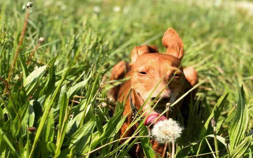 Cane a spasso - Romait.it