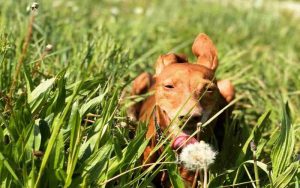 Cane a spasso - Romait.it
