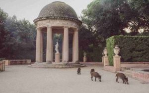 Cinghiali in citta - Romait.it