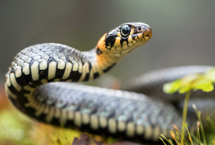 Serpente biacco