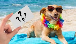 Cane in spiaggia