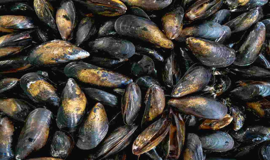 Cozze - Romait.it
