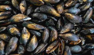 Cozze - Romait.it