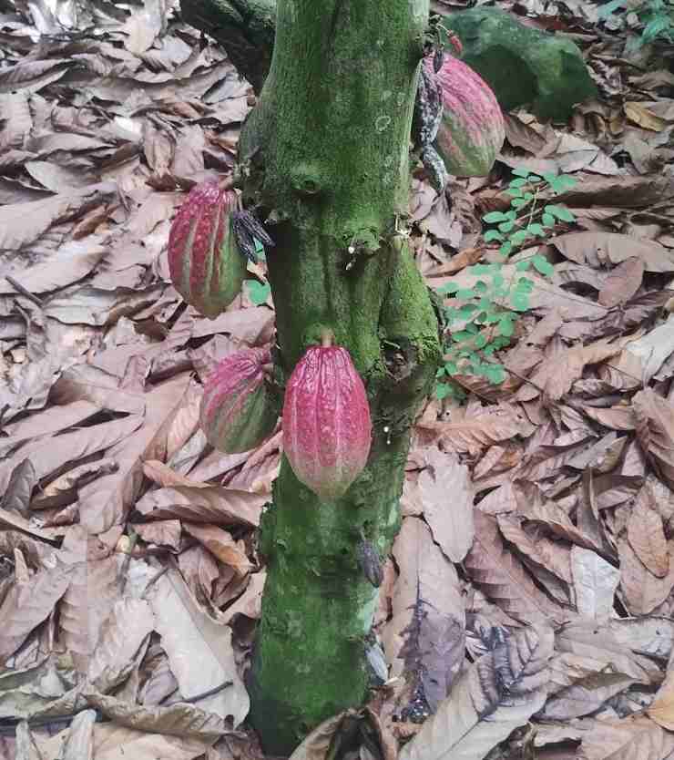 Frutti della pianta di cacao nel villaggio di Ndjockloumbe, in Camerun, Africa
