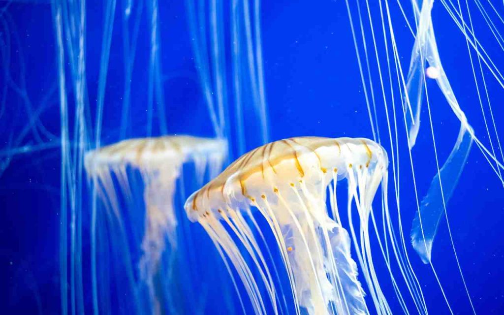 Meduse - Romait.it