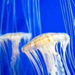 Meduse - Romait.it