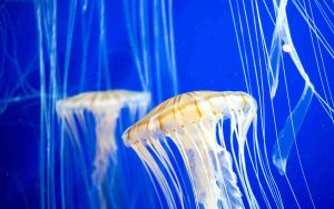 Meduse - Romait.it