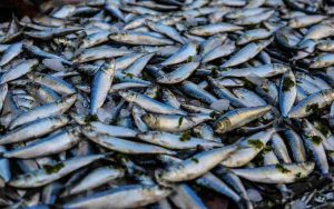 Pesce fresco - Romait.it