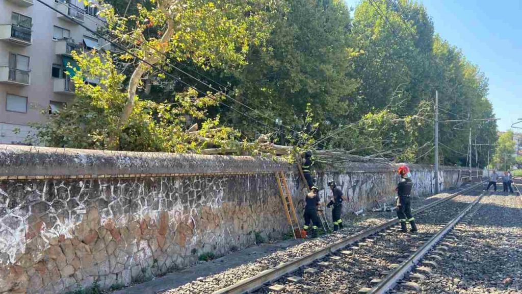 Albero caduto, Metro B, San Paolo